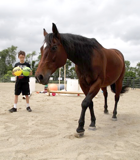 A chestnut brown therapy horse with a boy and onlookers in the background.