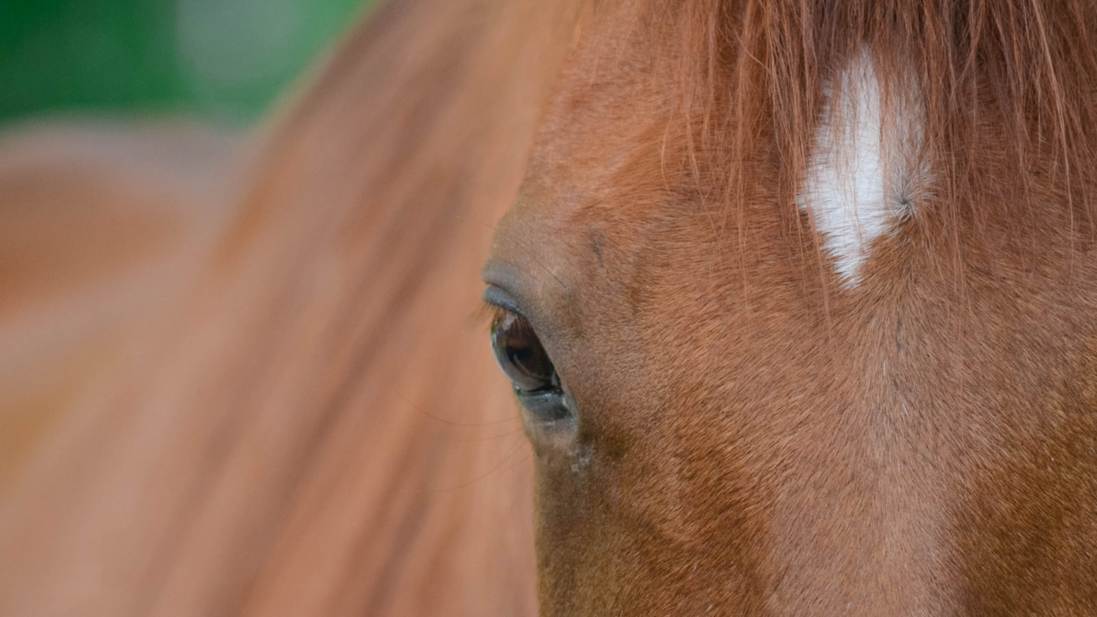Close-up photo of the head and eye of a chestnut-colored therapy horse.