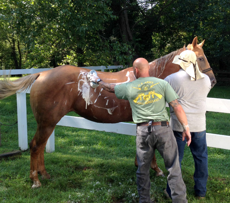 Two men, one wearing an army drill sergeant shirt, are washing a therapy horse.